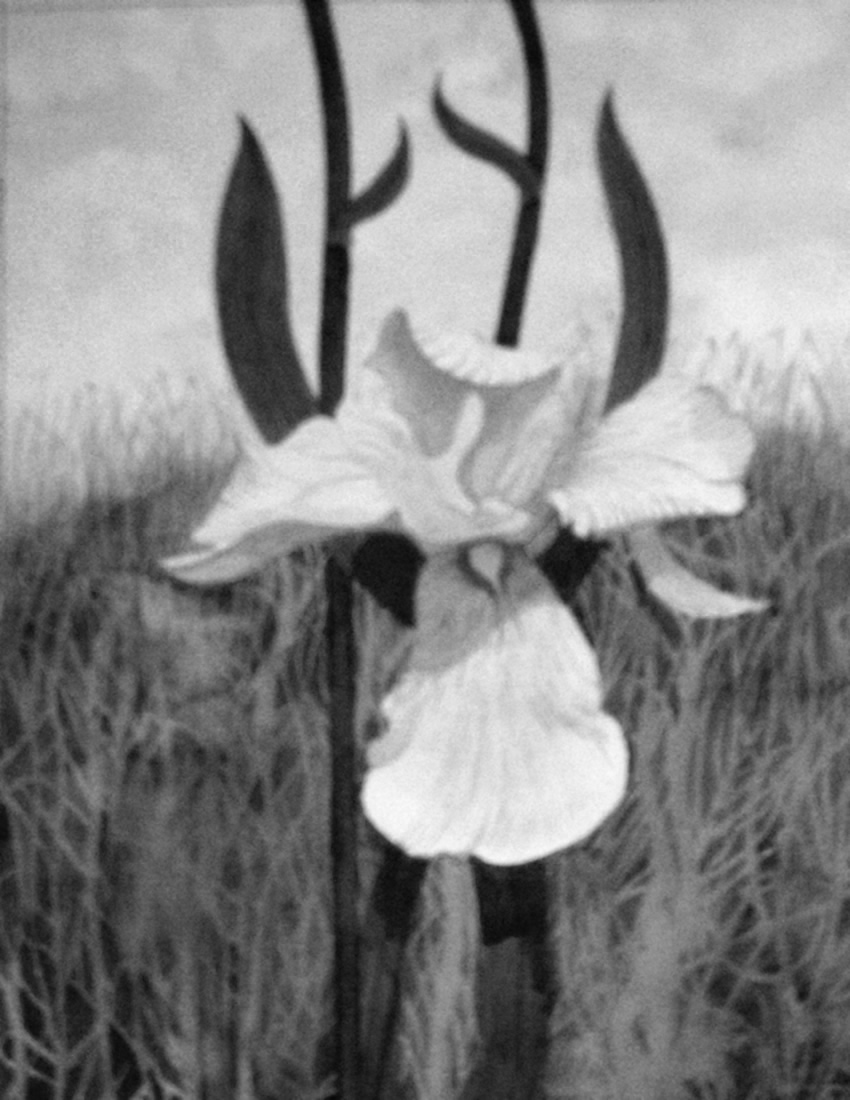 IRIS painted by DAVID APPLEYARD