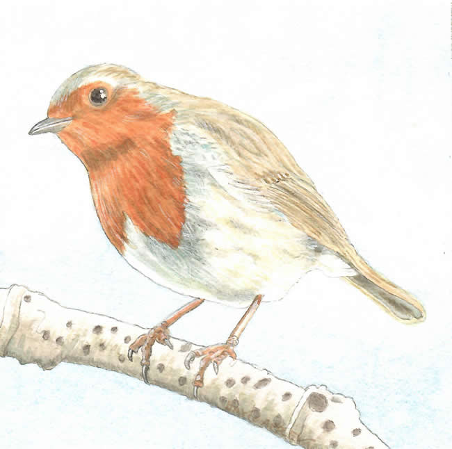 ROBIN painted by DAVID APPLEYARD